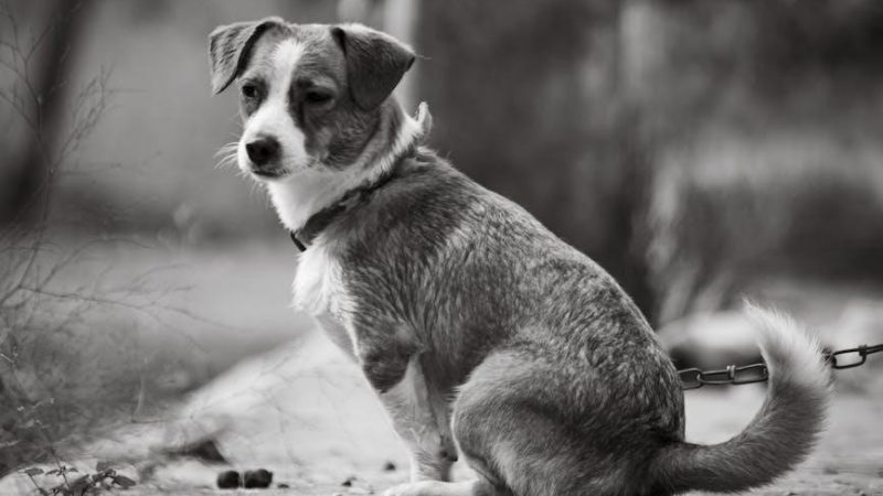 chain guide and bash guard