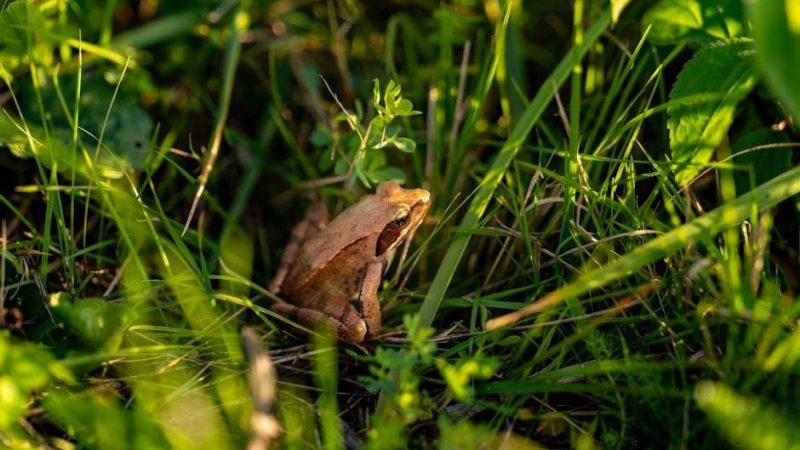 essentials of biology pdf