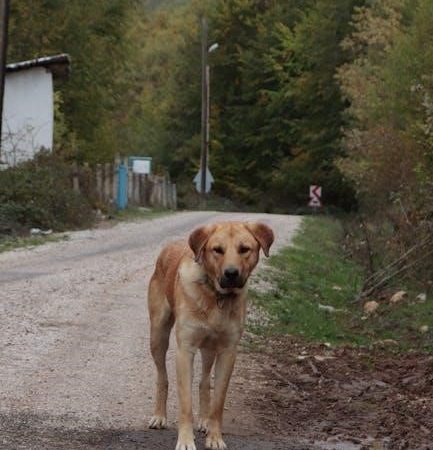 5 4-3-2-1 grounding pdf