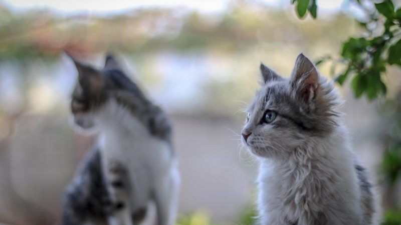 bissell little green pet pro manual pdf