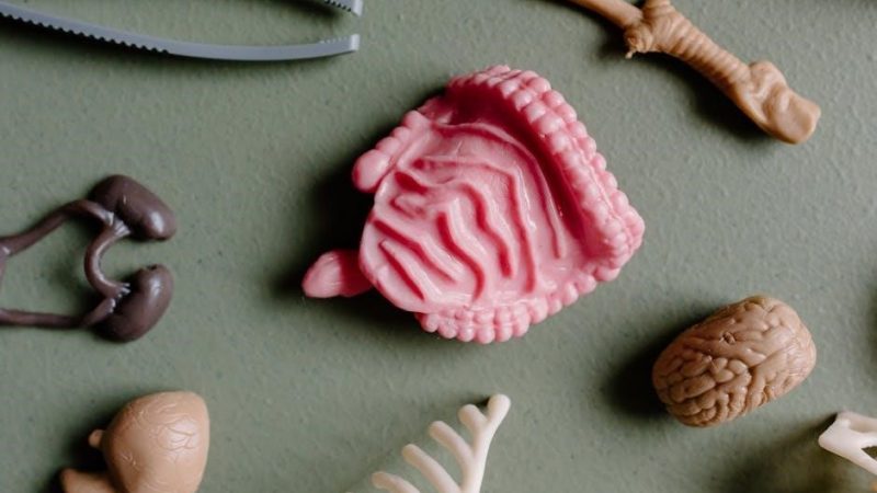 human anatomy and physiology laboratory manual